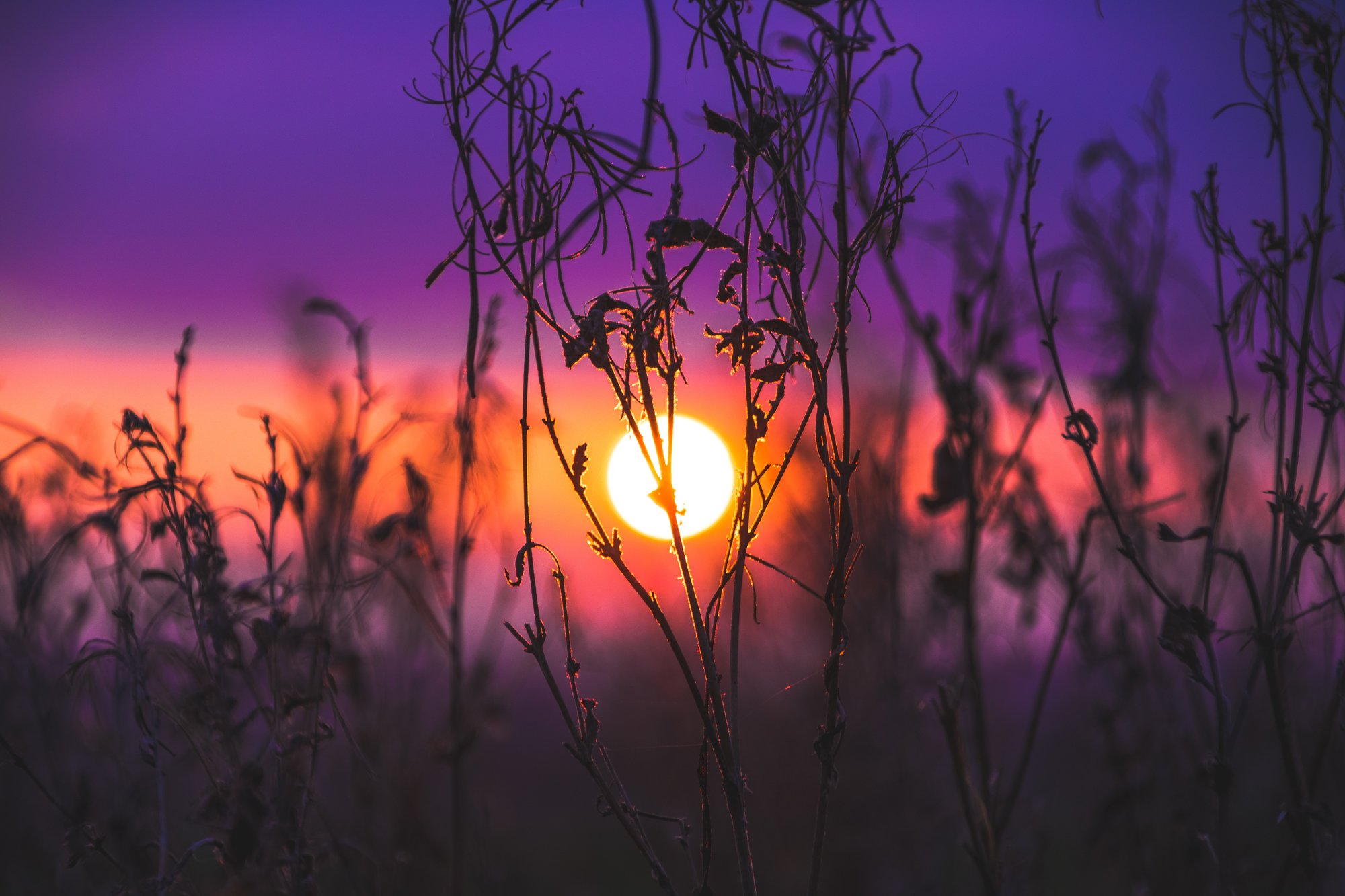 Sunset over grasslands in Tennessee